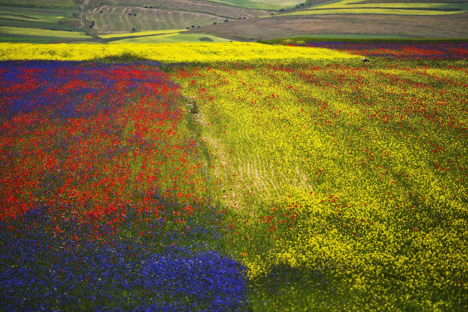 The lentil and poppy bloom on the Pian Grande below Castelluccio di Norcia