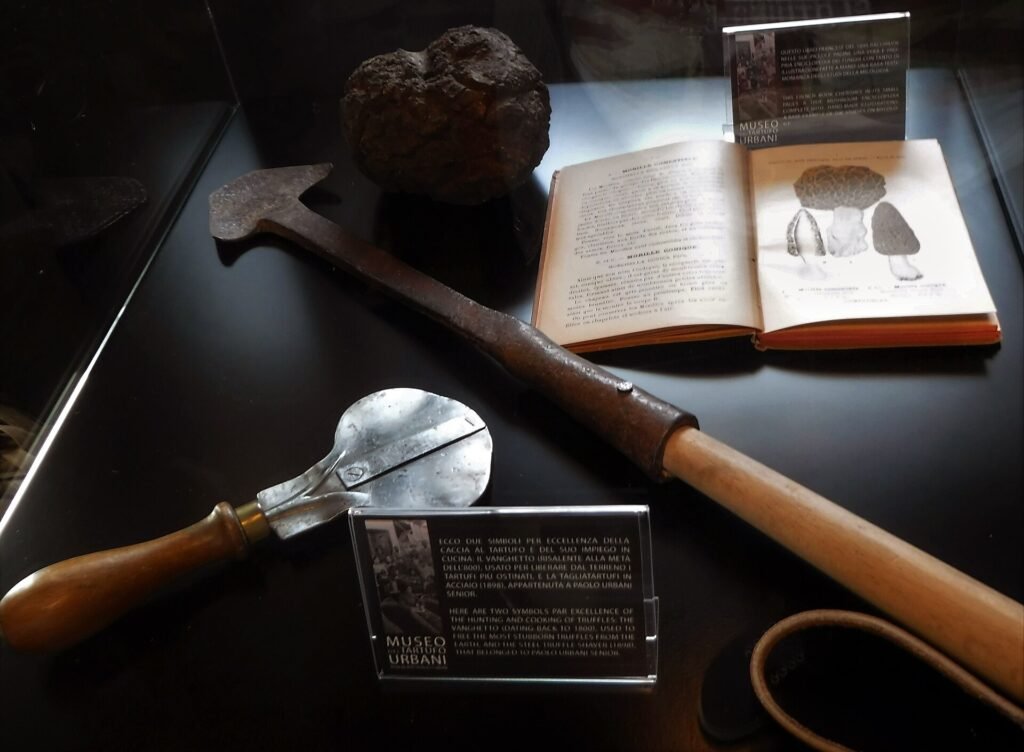Vetrina museale con un tartufo nero, un tagliatartufi in acciaio, un vanghetto dal manico lungo e un libro aperto