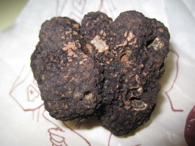 Un tartufo nero su carta bianca