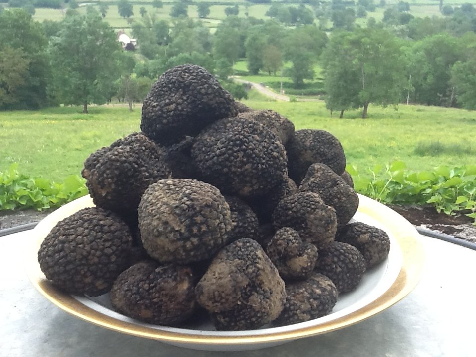 A white plate heaped with black truffles, set against a green field and trees