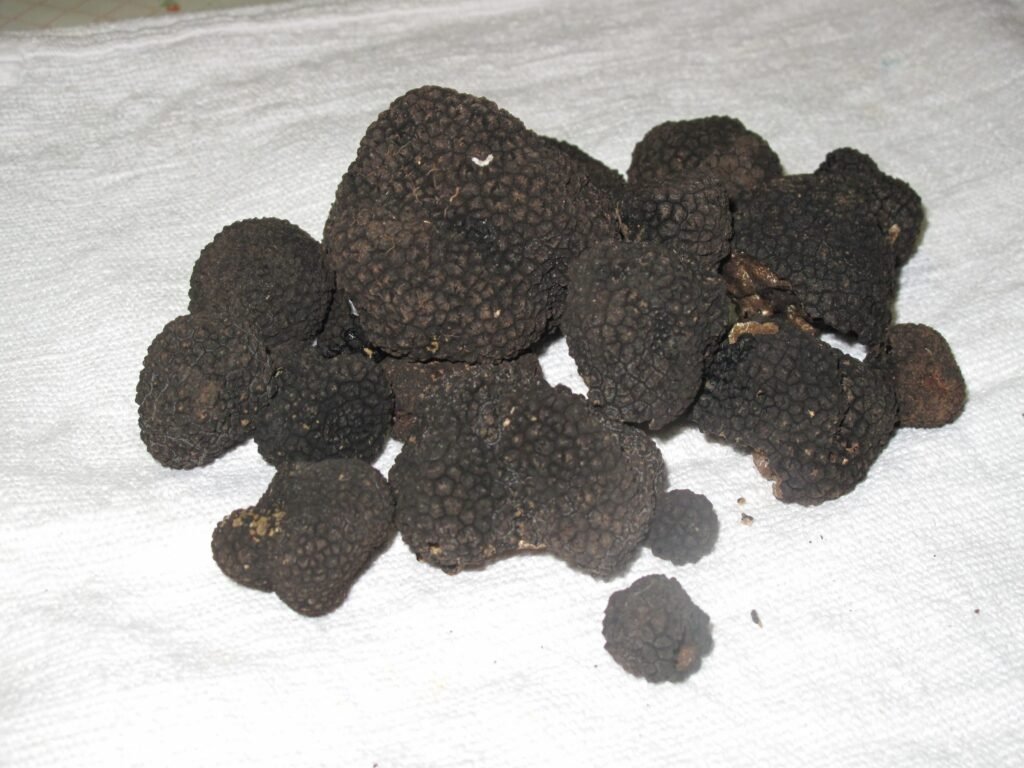 A pile of black truffles from the Valnerina on a white cloth