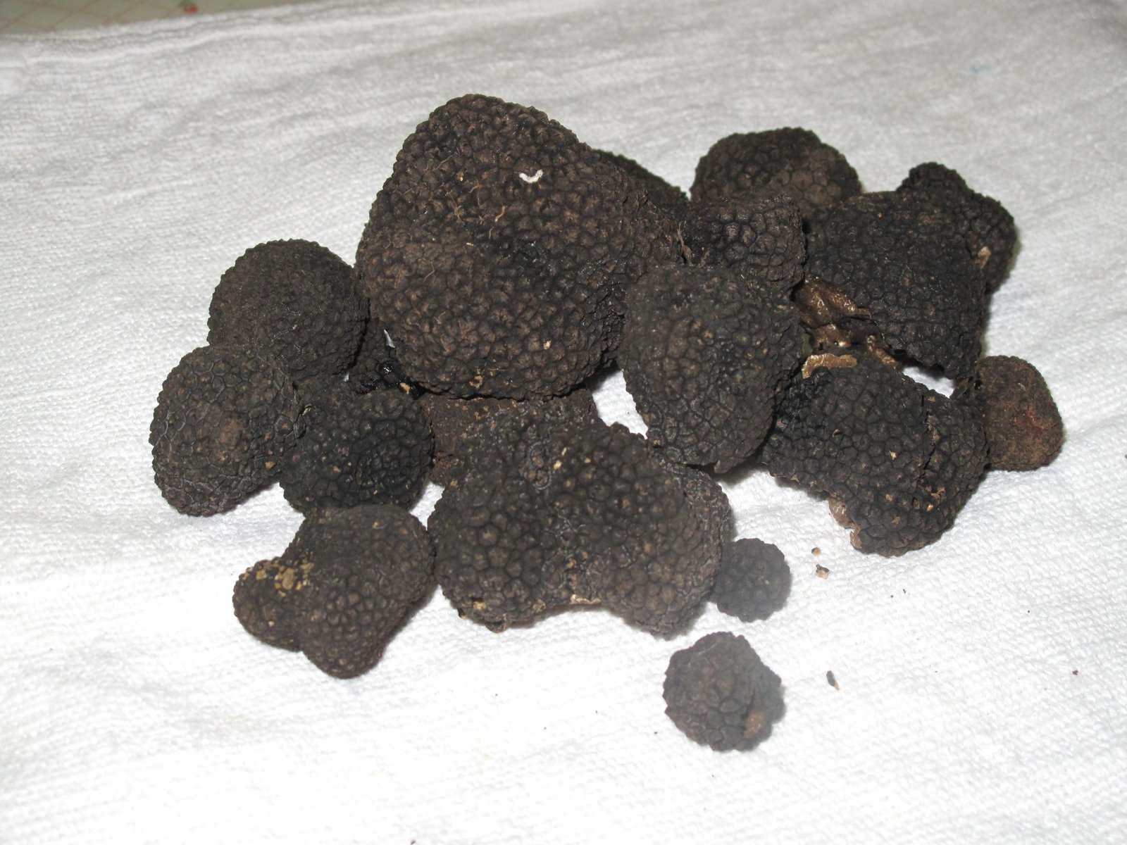 A pile of black summer truffles from the Valnerina, laid out on a white cloth